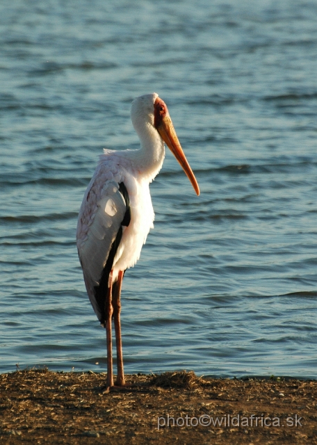 puku rsa 354.jpg - Yellow-billed Stork (Mycteria ibis)